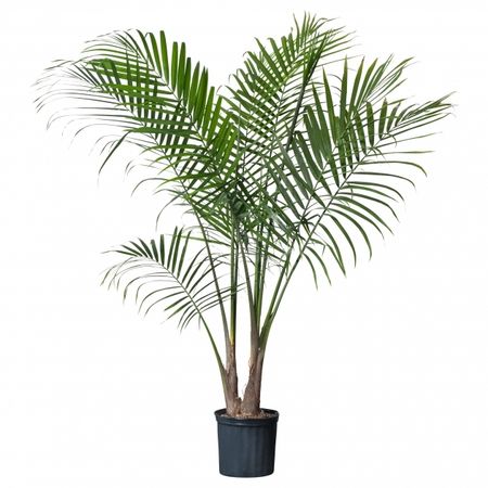 must-see-profitable-types-of-palm-plants-ravenea-potted-plant-ikea-www-tropical-potted-plants.jpg (630×630)