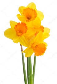 daffodil flower bouquet - Google Search