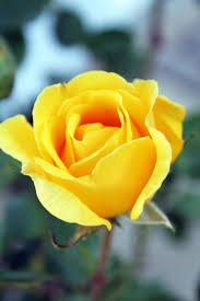 yellow roses - Google Search