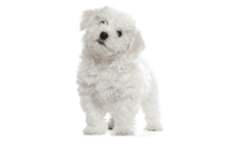 Royal Canin maltese puppy dog png