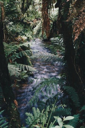 Jungle background