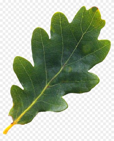oak tree branch no background - Google Search