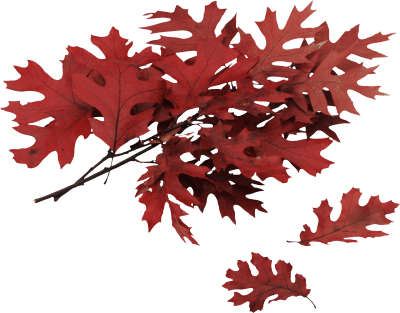 Autumn, Spring, Winter, Seasons, Leaf, Png - 5876 - TransparentPNG