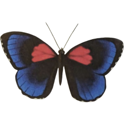 moth butterfly red blue