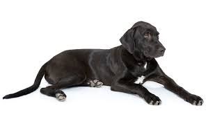black lab with white nose strip - Google Search