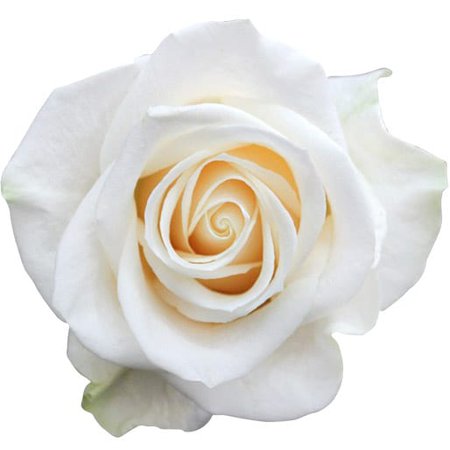 white rose - Google Search