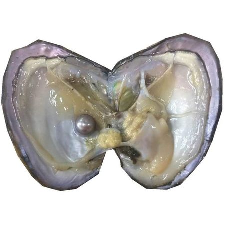 freshwater pearl oyster