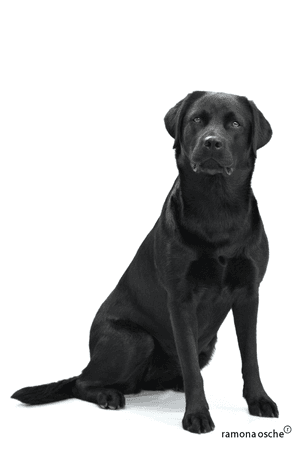 5856864-black-lab-png-clip-art-library-black-lab-png-800_1201_preview.png (800×1201)