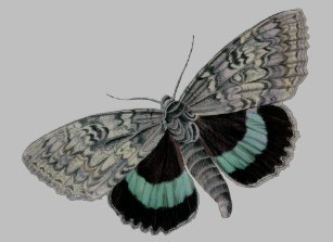 womens moth print tees - Google Search
