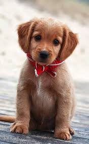 dogs u cant resist - Google Search