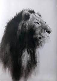 Lion charcoal drawing - Google Search