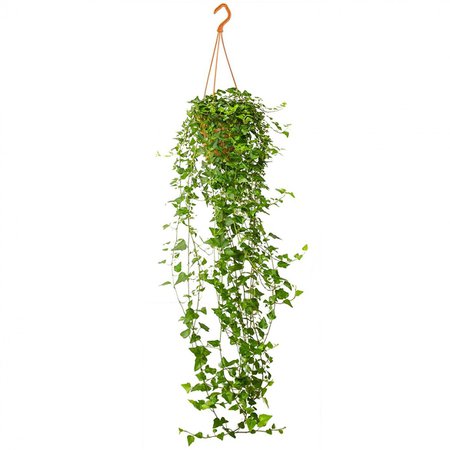 English Ivy Plant 80-100cm Length (Hanging Plant) - Indoor plants from WAHAT