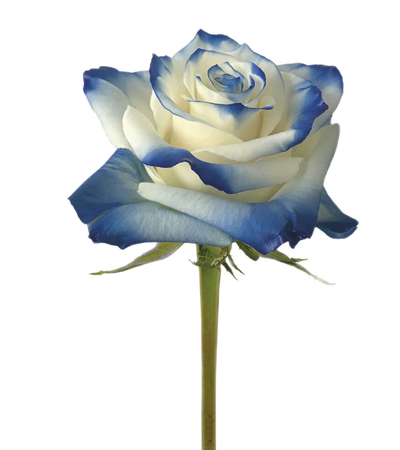 White and blue rose