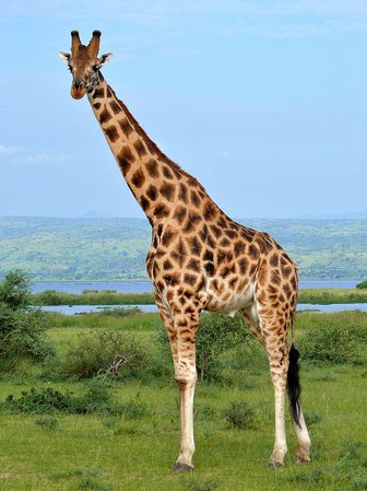 giraffe - Google Search