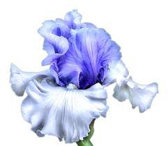 blue iris backgroundless - Google Search