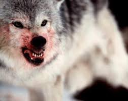 wolf angry - Google Search