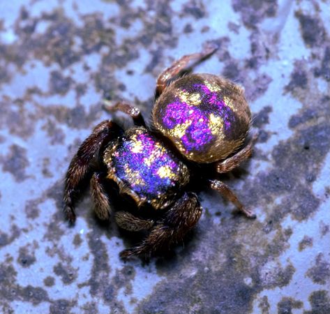 Purple Gold Jumping Spider