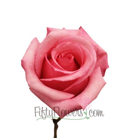 Pink Dark Engagement Rose