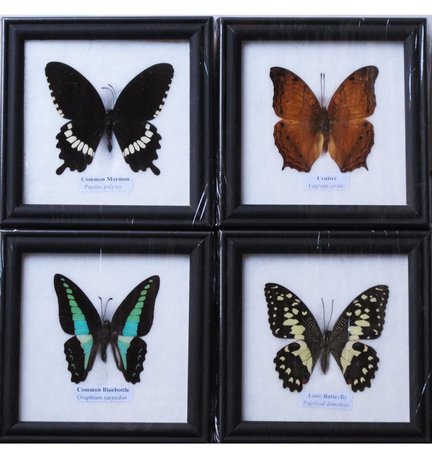 pinned butterflies