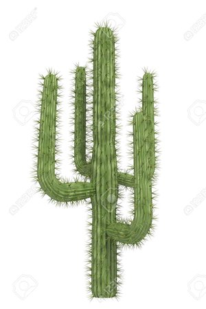 ﻿﻿​﻿​photos of cactus plants - Google Search