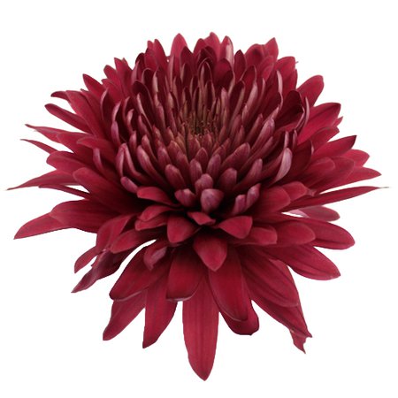 Fall Terracotta Chrysanthemum Flower | FiftyFlowers.com