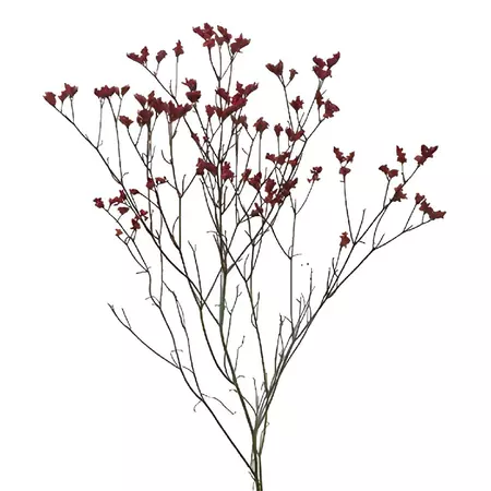 Wholesale Cranberry Airbrushed Limonium Flowers ᐉ bulk Cranberry Ai...