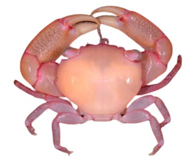 pink crab