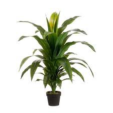 tropical potted plants - Google Search