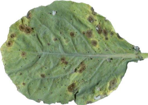 spotty leaf