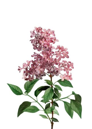'Chinese Lilac Flowers' Poster