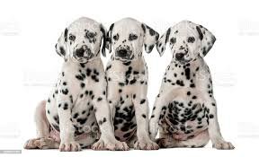 dalmatians puppies - Google Search