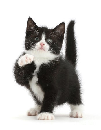 Paw Black-and-white kitten Photograph by Warren Photographic