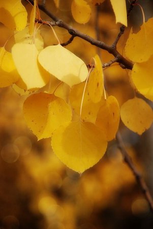 yellow fall aesthetic