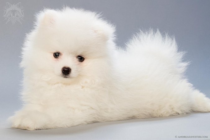 Photos of Two Months Old Pomeranian Puppies - Art of Andreas Avester