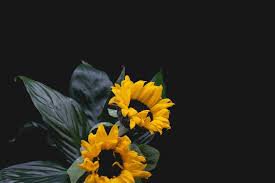 background black flower - Google Search