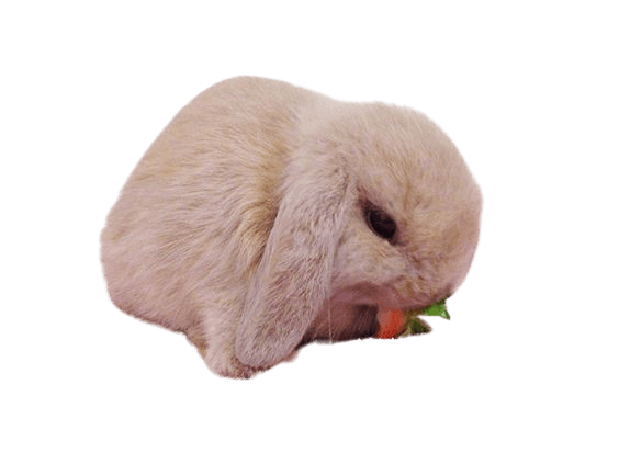 bunny rabbit cottagecore png