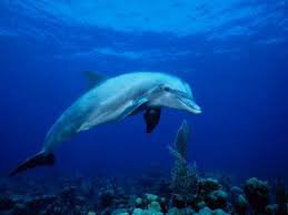 dolphin pictures - Google Search