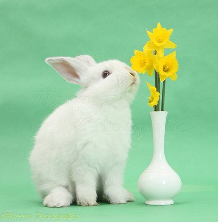 rabbit in daffodils - Google Search