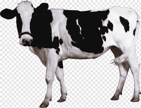 cow png - Google Search