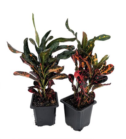 Batik Croton - 2 Pack 3" Pots - Colorful House Plant - Easy to Grow - Hirt's Gardens