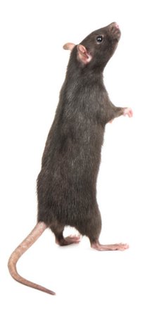 rat – Recherche Google