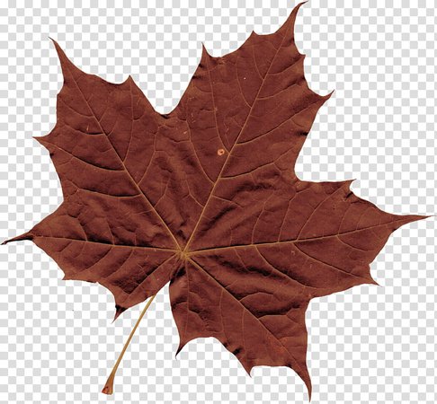 brown fall leaf google search