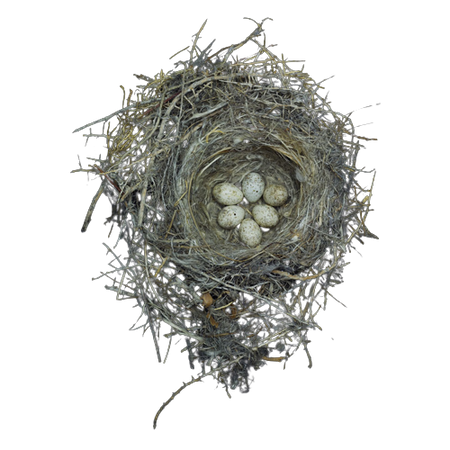 shrike nest ❦ clip by strangebbeast