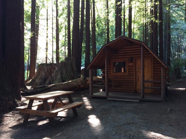forest redwood camp