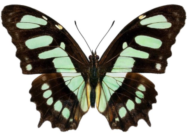 mint butterfly