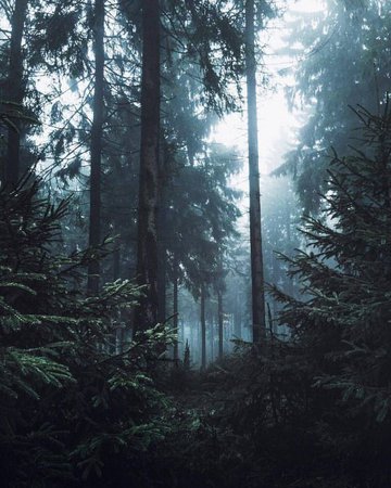 forest aesthetic forestcore dark