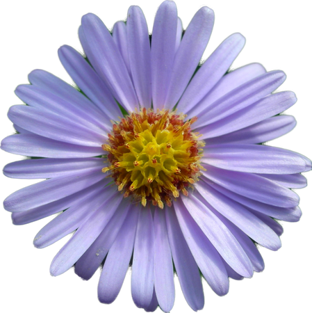 tatarian aster flower