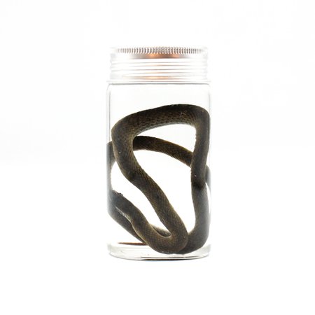 snake specimen