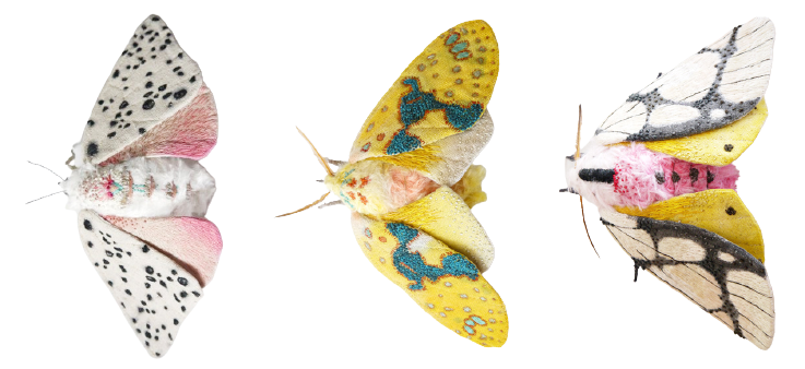 cias pngs moth