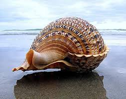 Sea Shells - Google Search